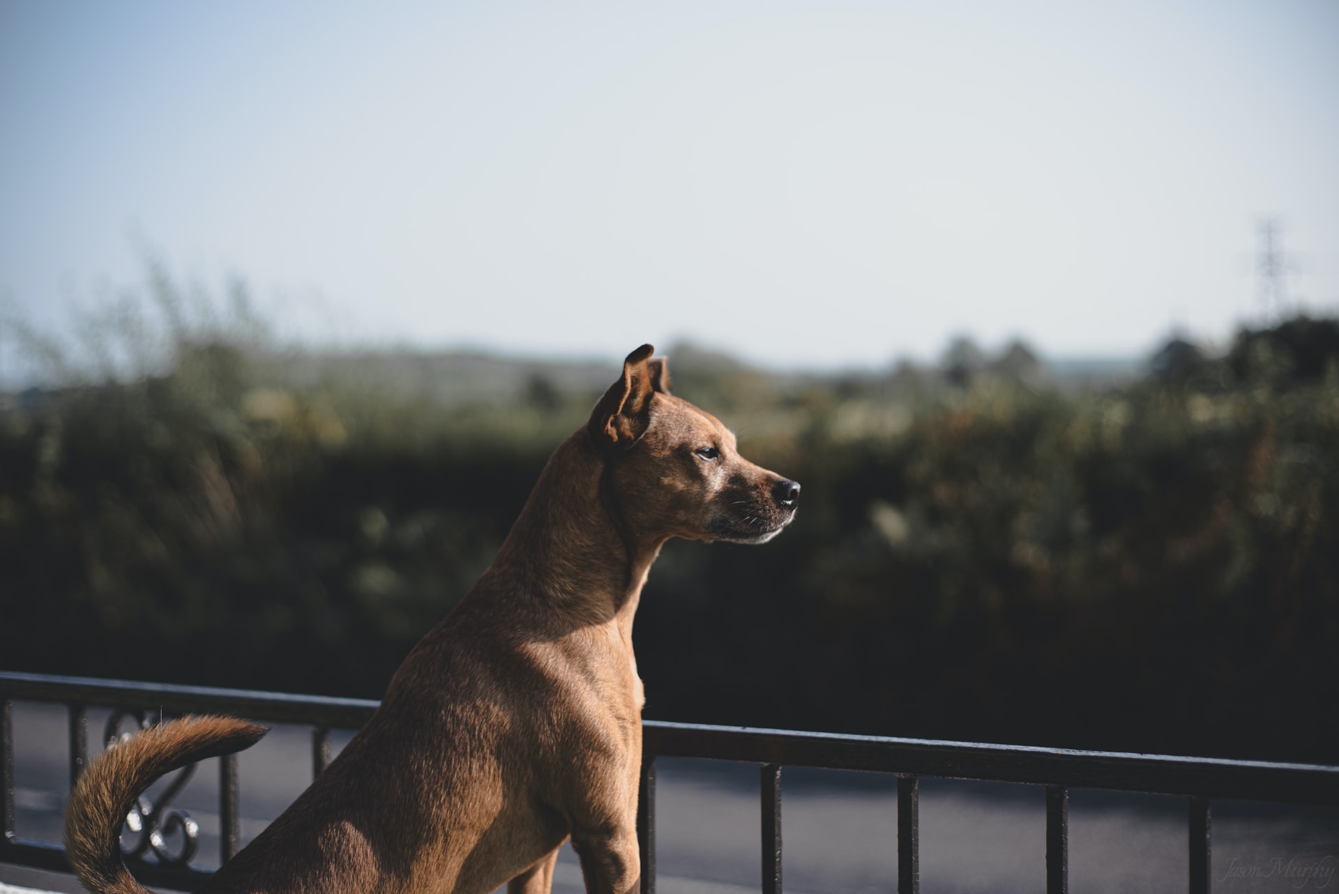 How to Make Guard Dog Training Easier for Beginners