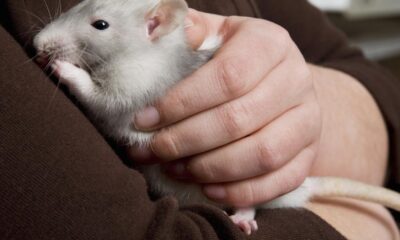 Pet Rats: A Guide to the Surprisingly Smart and Affectionate Rodent