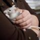 Pet Rats: A Guide to the Surprisingly Smart and Affectionate Rodent