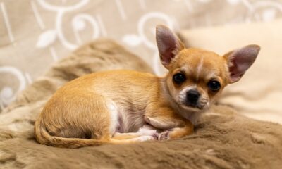 Most Amazing Guide About Chihuahua Personality You Must Read