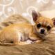 Most Amazing Guide About Chihuahua Personality You Must Read