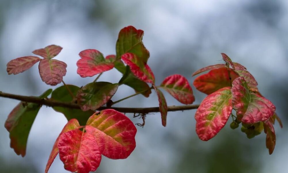 The Top 8 Poisonous Flowers in the world!!! Chatonic
