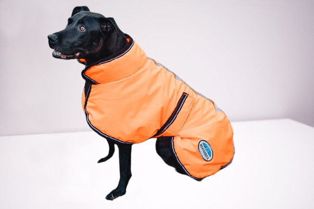 dog jackets lowres 3252 removebg preview 2