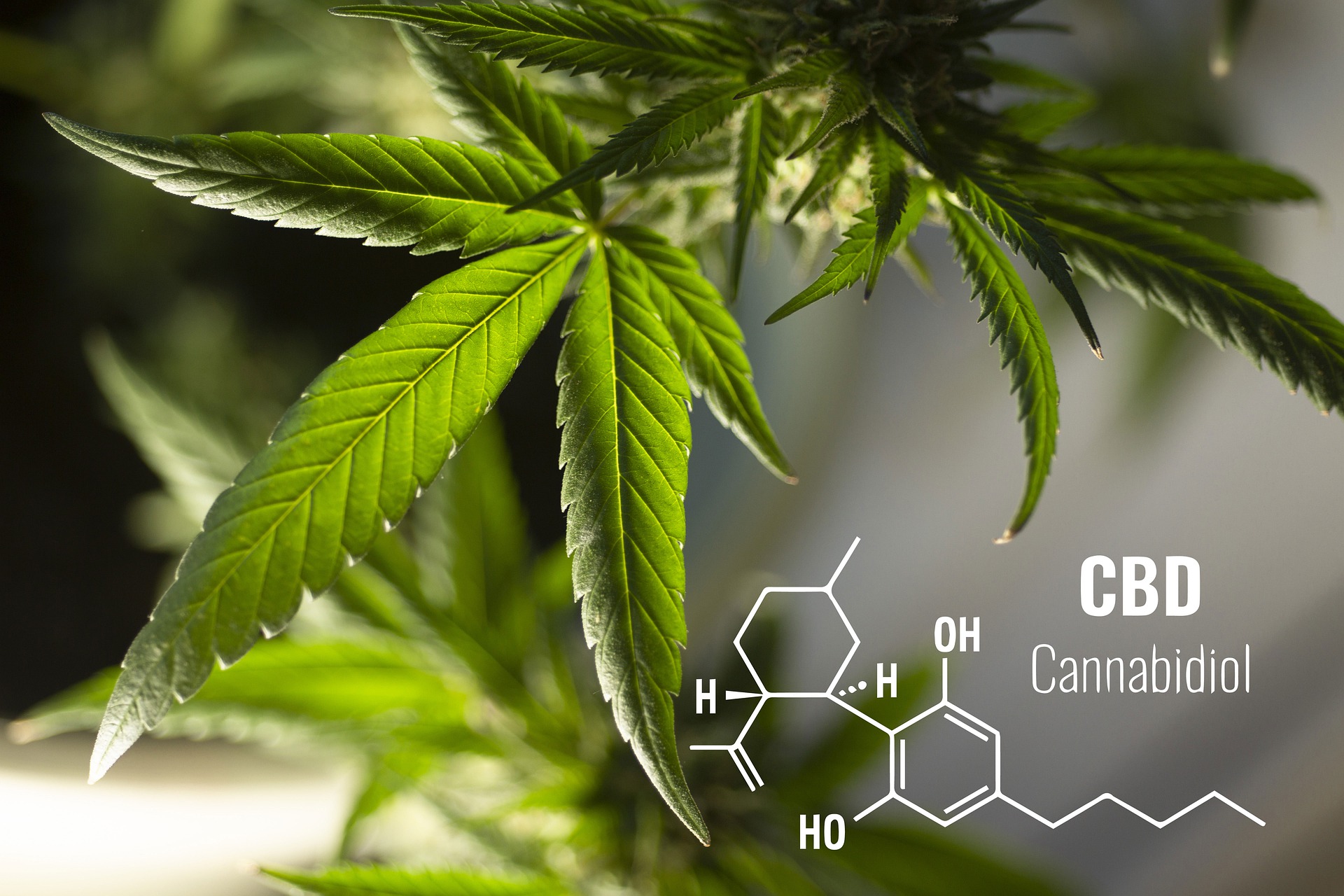 What is CBD, and how can it help your stress levels