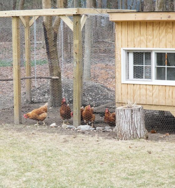 chicken coops for sale