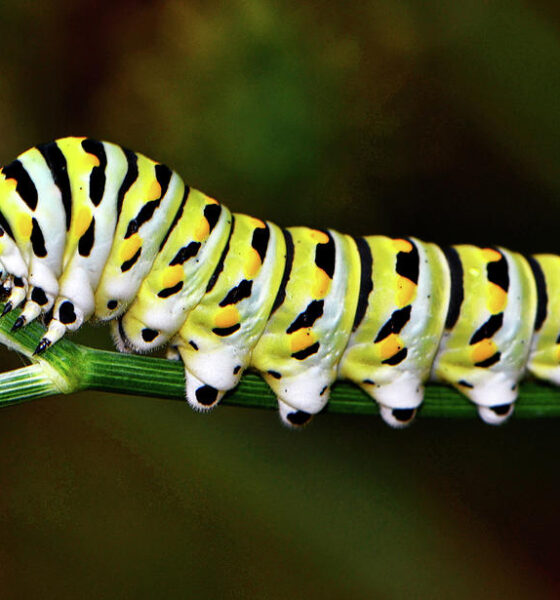 colorful caterpillar