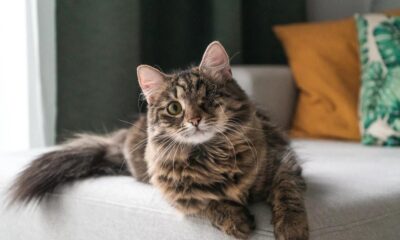 How To Create the Ultimate Cat-friendly Room