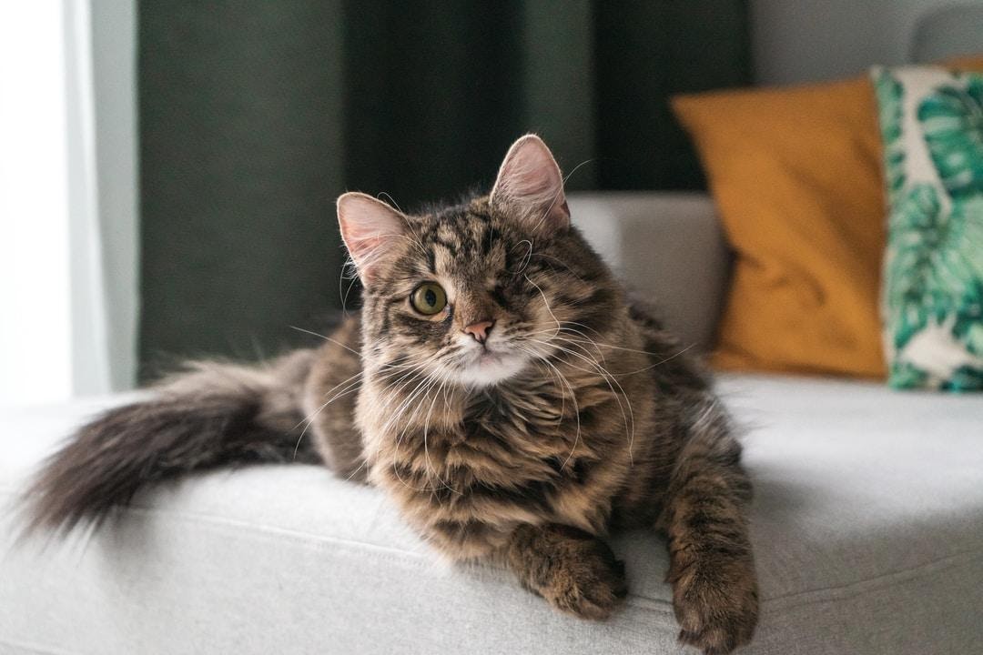 How To Create the Ultimate Cat-friendly Room