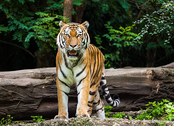 5 Top Tips for Tiger Safari in India