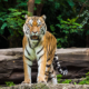 5 Top Tips for Tiger Safari in India