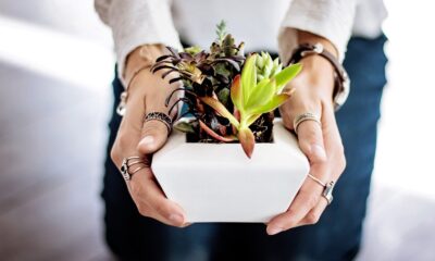 Indoor Plants