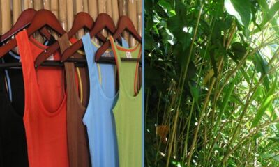 Advantage of Bamboo Women's Clothing