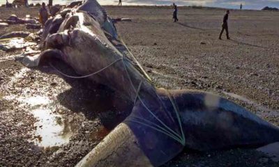 blue whale bitten in half