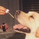 CBD oil make a dog feel