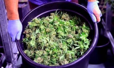 strains of cannabis to grow at home