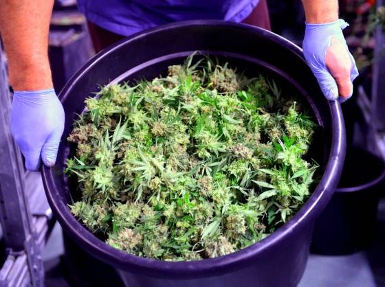 strains of cannabis to grow at home