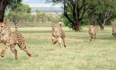 Rajkotupdates.news:cheetah-magnificent-but-fragile-experts-list-concerns-for-cheetahs