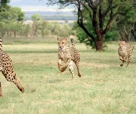 Rajkotupdates.news:cheetah-magnificent-but-fragile-experts-list-concerns-for-cheetahs