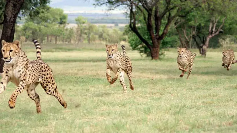 Rajkotupdates.news:cheetah-magnificent-but-fragile-experts-list-concerns-for-cheetahs