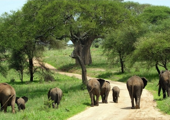 Tarangire National Park